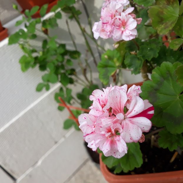  - Muscate 2017-2018- 2019-2020-2023-2024 - 2025