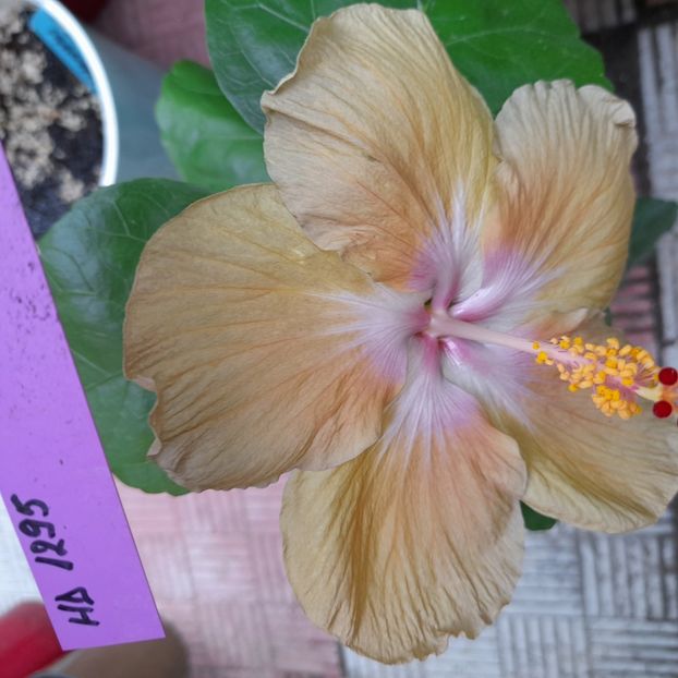 09.07.2022 - HIBISCUSI 2022-2