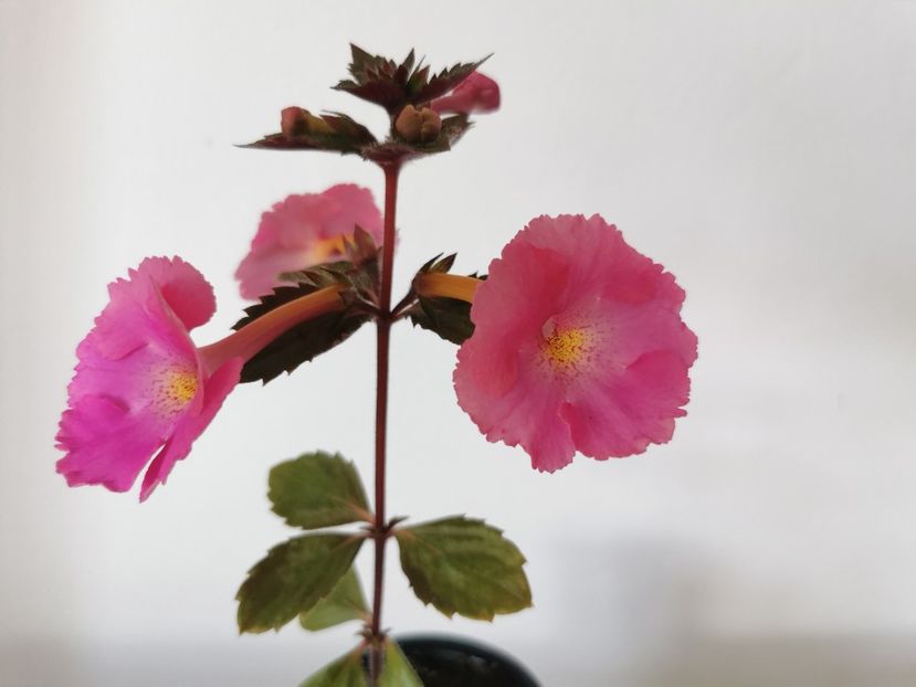  - Brid s Pink Lili