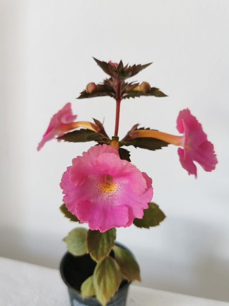  - Brid s Pink Lili
