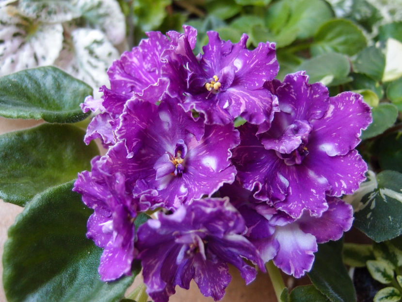 P6283271 - VaT Pul sar