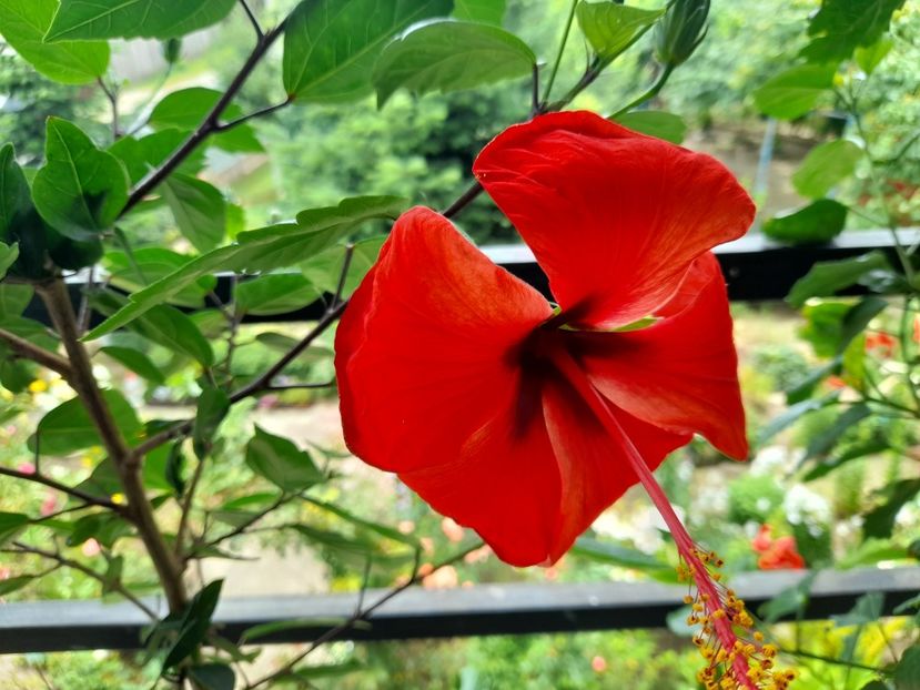  - Hibiscusi 2020 2022 2023