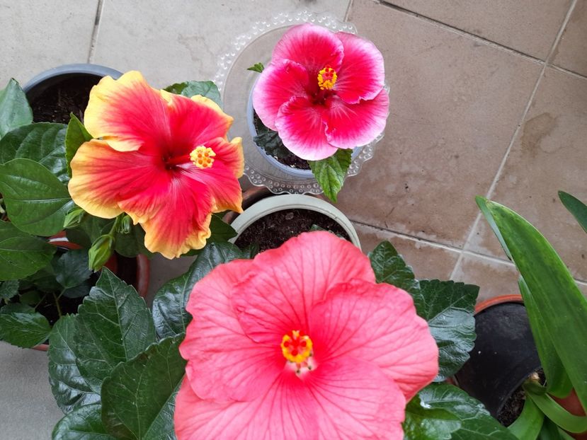  - Hibiscusi 2020 2022 2023