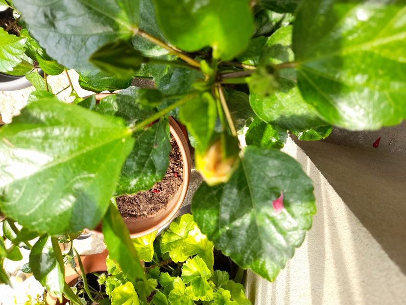  - Hibiscusi 2020 2022 2023