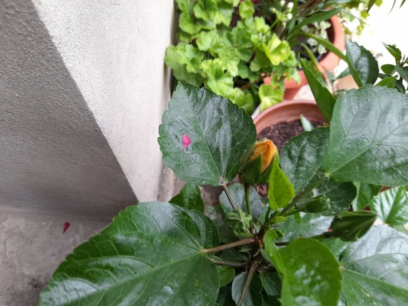  - Hibiscusi 2020 2022 2023