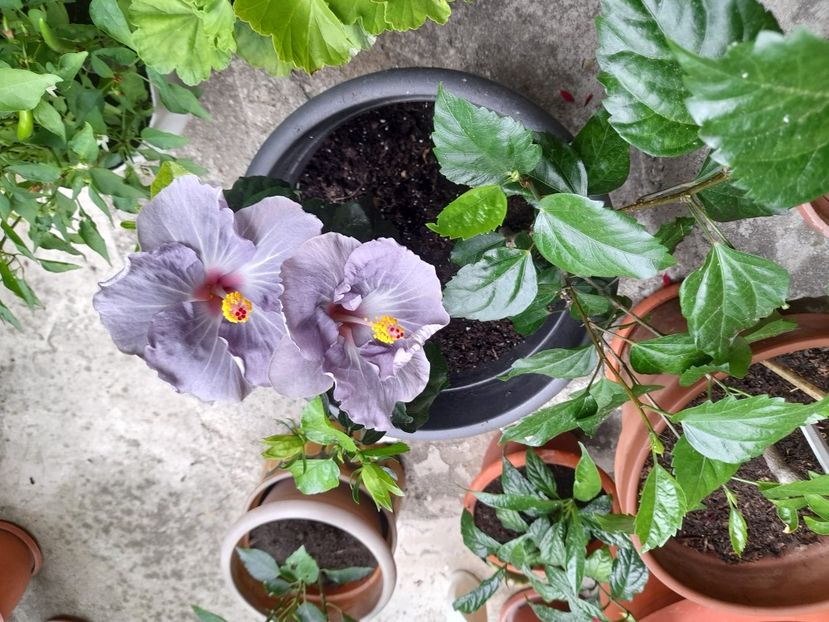  - Hibiscusi 2020 2022 2023