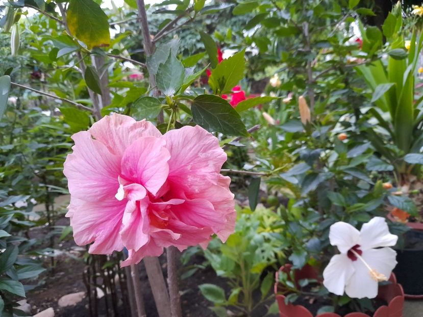  - Hibiscusi 2020 2022 2023