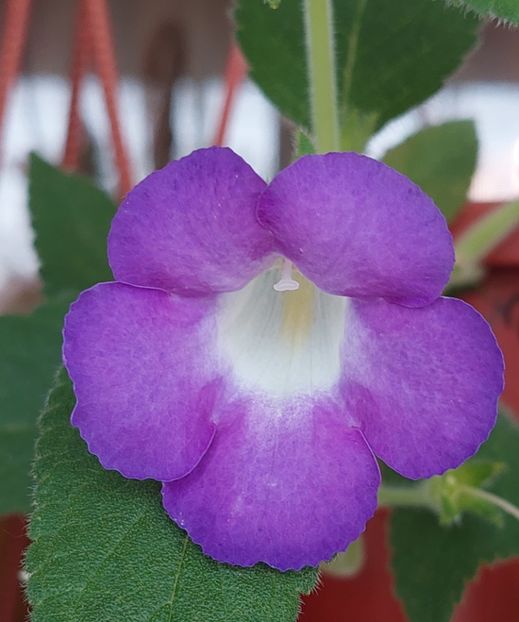 MEXICANA - AAA RIZOMI ACHIMENES DISPONIBILI -2023