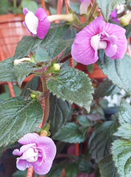  - BRID-S CARLOTTE TERESA