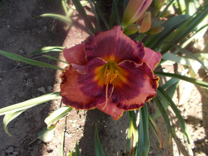 T-z-r1,4-ledgewoods  pansy eye-18 - HEMEROCALLISI DISPONIBILI-2023
