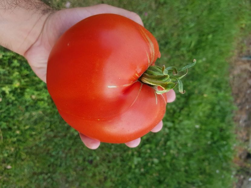 Lacrima fecioarei - Iulie 2022 tomate