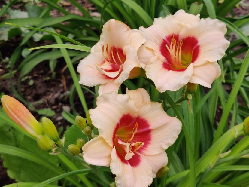 Raspberry candy - Hemerocallis