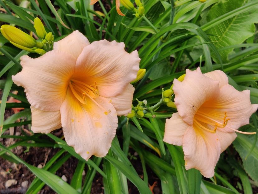Mini pearl - Hemerocallisi 1