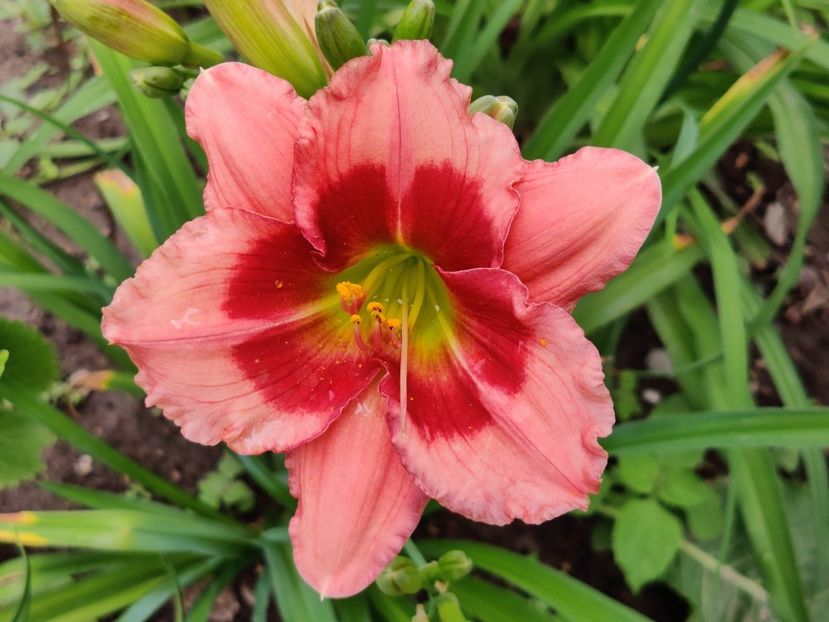 Pink dress - Hemerocallis