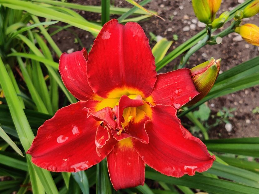 Highland lord - Hemerocallis