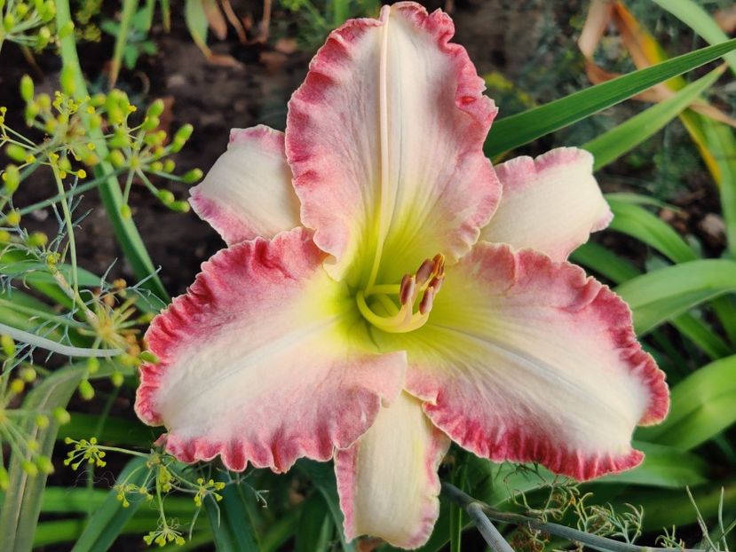 She's got the look - Hemerocallis