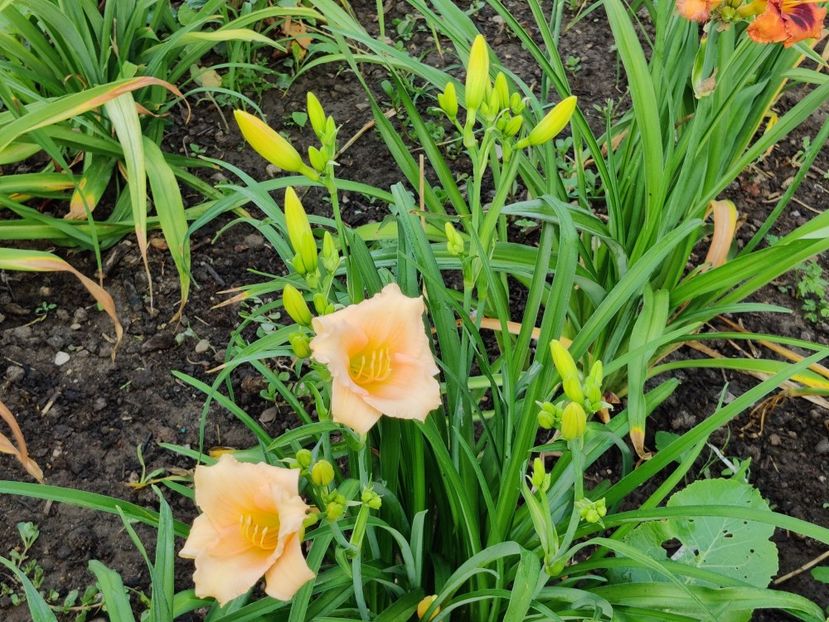  - Hemerocallisi 1