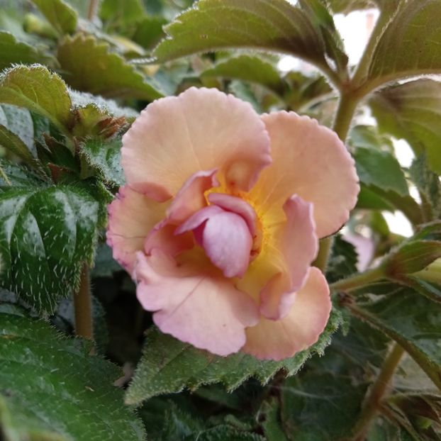  - Yellow English Rose
