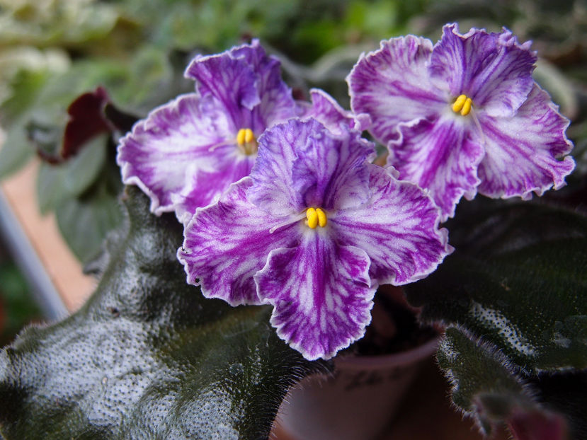 P6259569 - Zolushkin Son