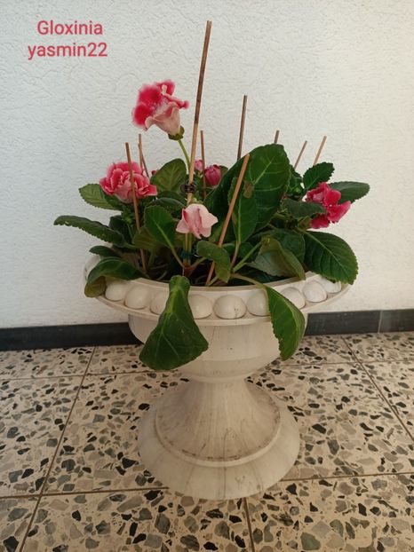  - Gloxinia 2022