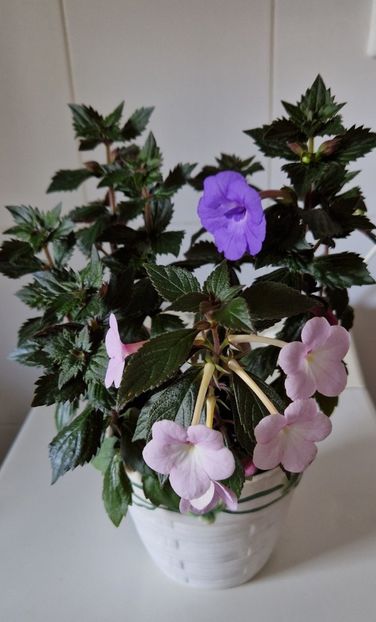 a rasarit si un firicel de Peach Blossom - Odesa Blue