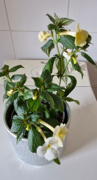  - Hymalaian Sunrise A