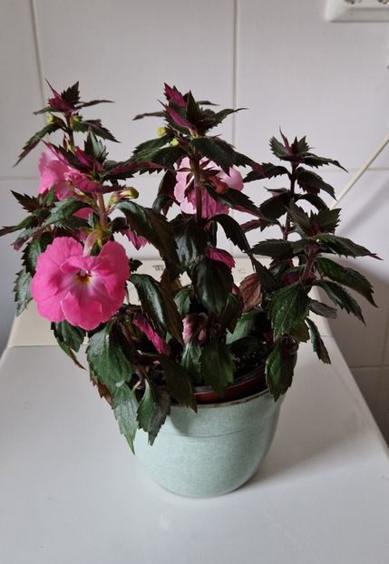 Madame Bovary - Achimenes 2022 2023