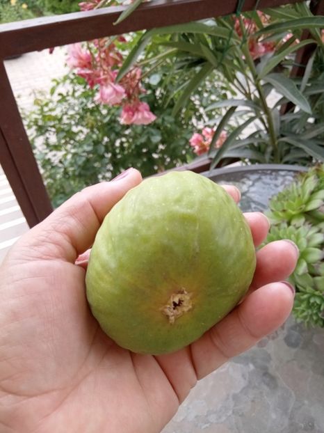  - 02 Gradina de legume 2022