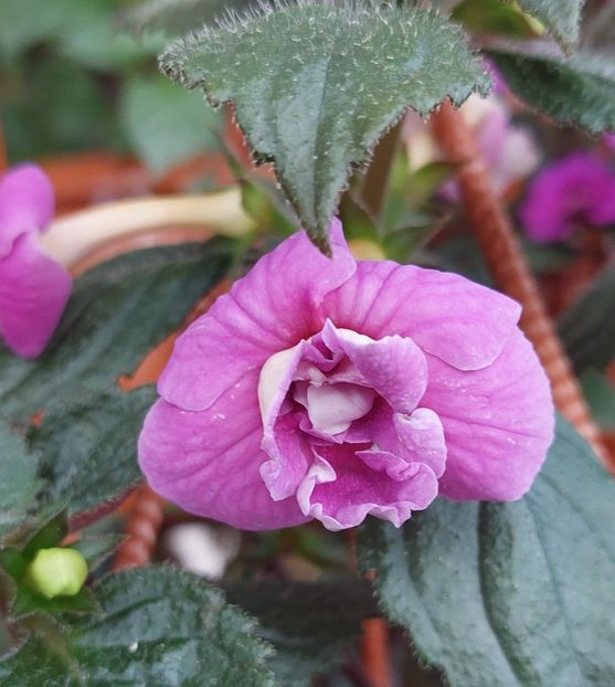  - BRID-S CARLOTTE TERESA