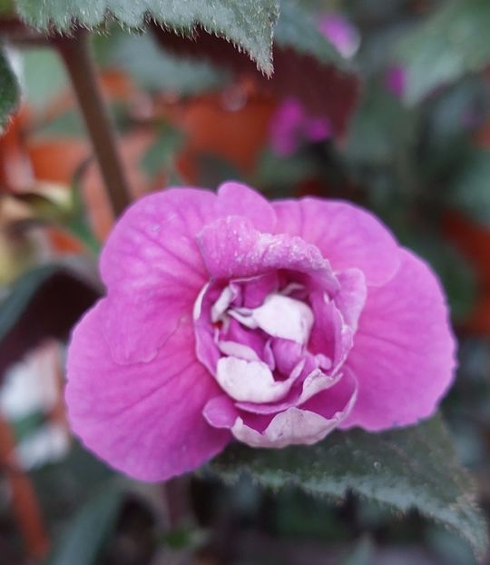  - BRID-S CARLOTTE TERESA