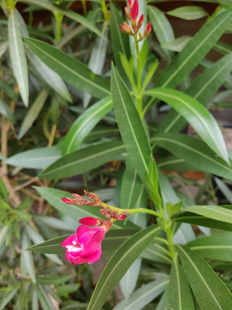 nerium oleander "red" - Gradina si terasa PrimaLuce_9-Hello 2022