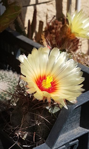 Astrophytum capricorne - Astrophytum