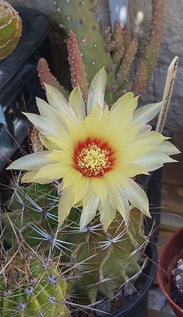 2022 - Ferocactus