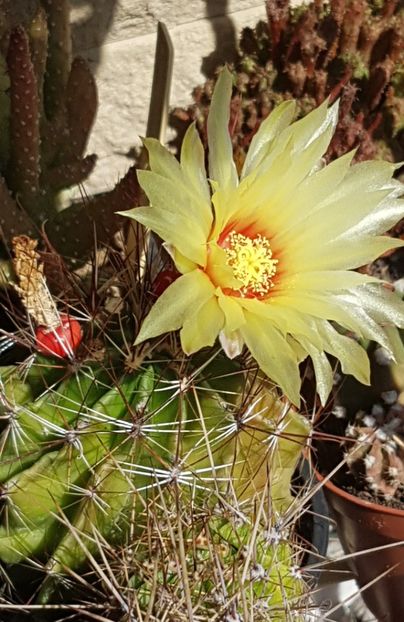  - Ferocactus