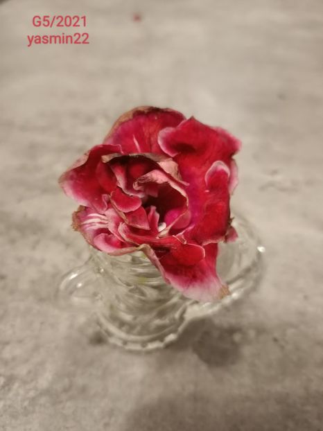 9.07.2022 - Gloxinia 2022