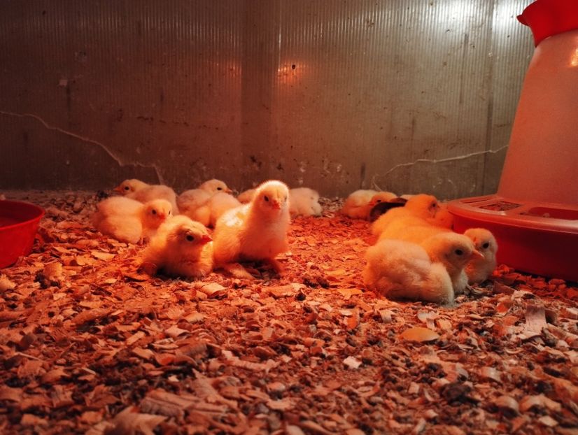 10.07.2022. - PUI  DE  GAINA