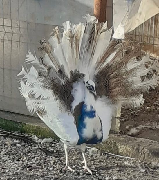 8BC49054-A714-4CEB-BB1C-DA34A0F89B12 - Pauni