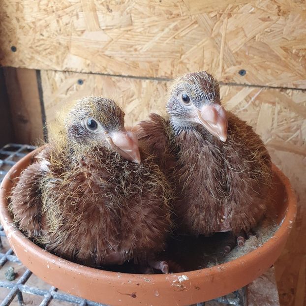 Frați de cuib - Pui 2022