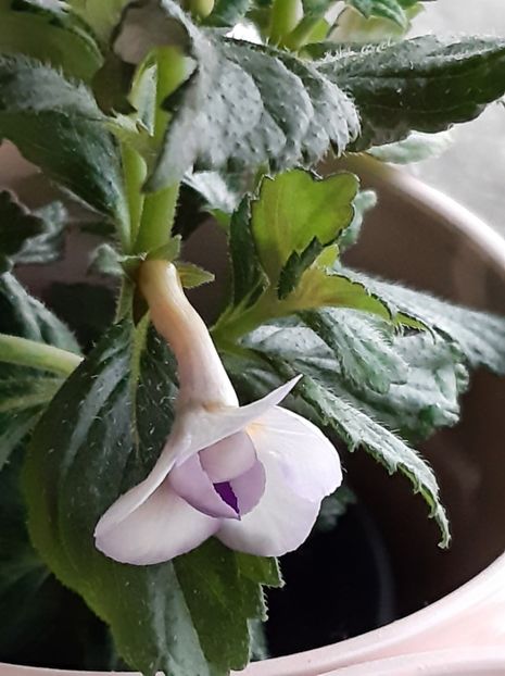 Milk and Honey - ACHII 2022