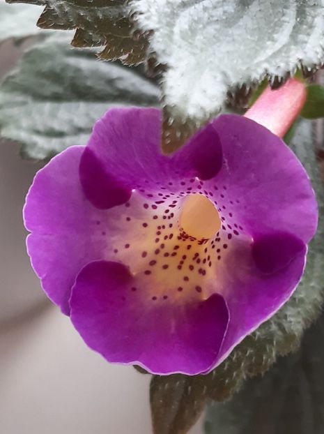 BriD_s Moonlight - ACHII 2022