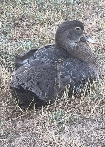 Screenshot_20220710-154124_WhatsApp - Bomboane asortate 2022