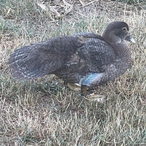 Screenshot_20220710-154109_WhatsApp - Bomboane asortate 2022