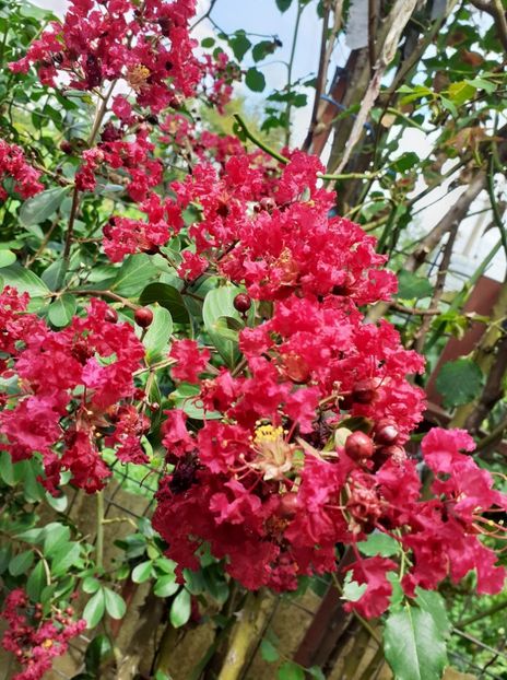  - 0 Lagestroemia-liliac indian