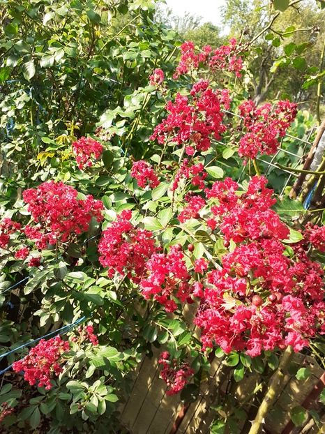  - 0 Lagestroemia-liliac indian