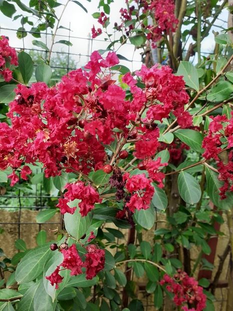  - 0 Lagestroemia-liliac indian