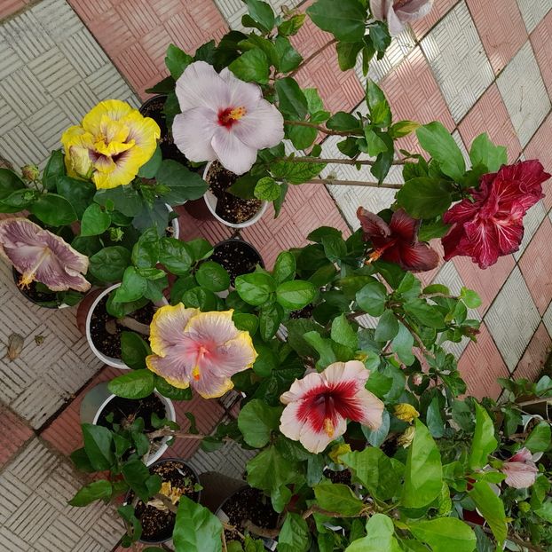 10.07.2022 - HIBISCUSI 2022-2