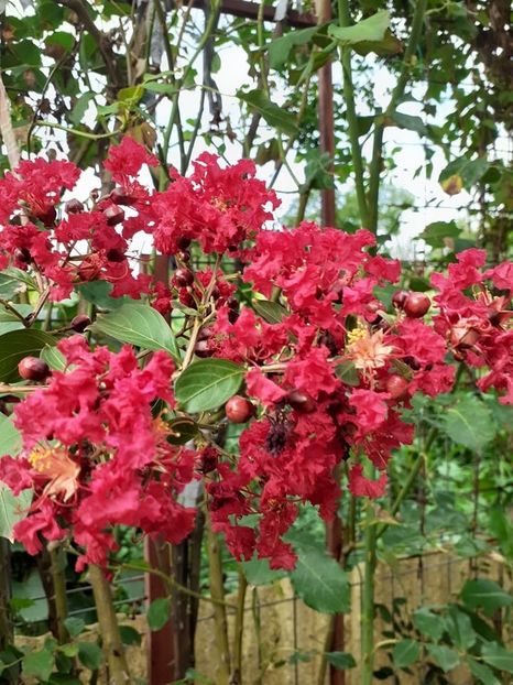  - 0 Lagestroemia-liliac indian