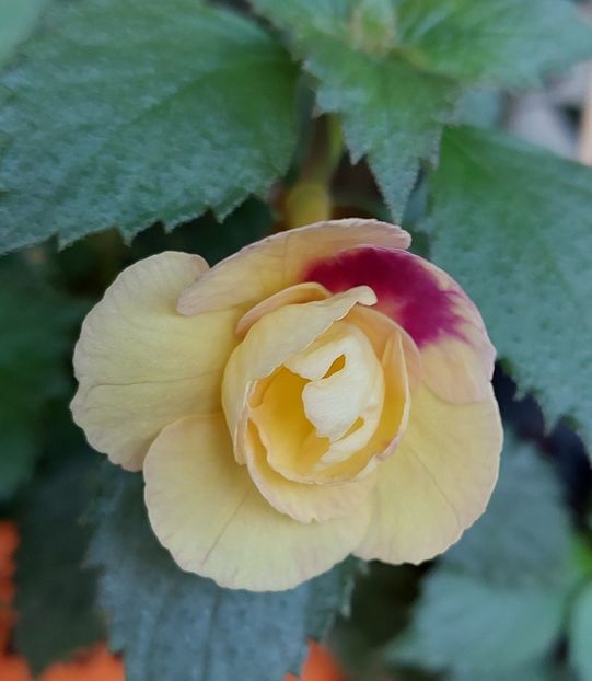  - RFs TROPICANA 2
