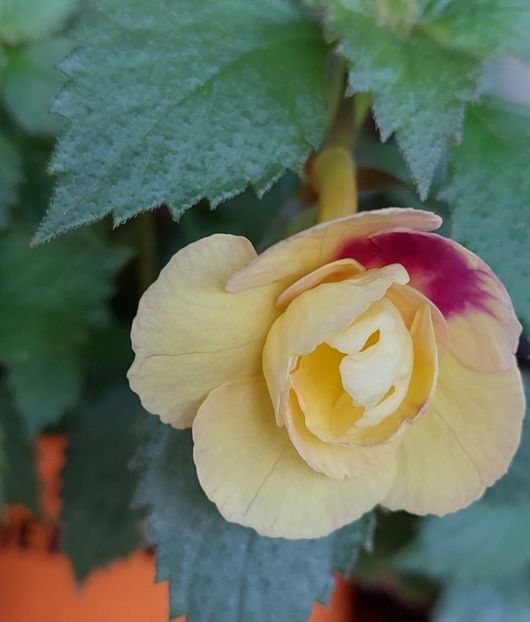  - RFs TROPICANA 2