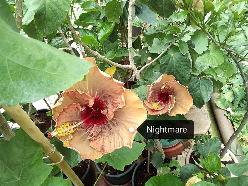  - Hibiscus Nightmare